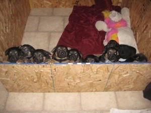 When Can Puppies Go in the Snow?